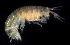  ( - BHAK-1187)  @11 [ ] CreativeCommons Attribution Non-Commercial No Derivatives (2017) Gustav Paulay Florida Museum of Natural History