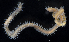  ( - BHAK1341)  @11 [ ] CreativeCommons - Attribution No Derivatives (2017) Gustav Paulay Florida Museum of Natural History