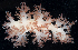  (Dendronotus rufus - BHAK1395)  @11 [ ] CreativeCommons - Attribution No Derivatives (2017) Gustav Paulay Florida Museum of Natural History