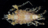  ( - BHAK-1639)  @11 [ ] CreativeCommons Attribution Non-Commercial No Derivatives (2017) Gustav Paulay Florida Museum of Natural History