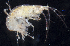  (Maera similis - BHAK-1679)  @11 [ ] CreativeCommons Attribution Non-Commercial No Derivatives (2017) Gustav Paulay Florida Museum of Natural History
