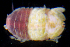  (Dynamene glabra - BHAK-2236)  @11 [ ] CreativeCommons - Attribution No Derivatives (2017) Gustav Paulay Florida Museum of Natural History