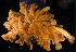  ( - BHAK-1725)  @11 [ ] CreativeCommons Attribution Non-Commercial No Derivatives (2017) Gustav Paulay Florida Museum of Natural History