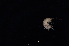  ( - BHAK2770)  @11 [ ] CreativeCommons - Attribution No Derivatives (2017) Gustav Paulay Florida Museum of Natural History