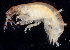  ( - BHAK2775)  @11 [ ] CreativeCommons - Attribution No Derivatives (2017) Gustav Paulay Florida Museum of Natural History