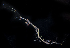  ( - BHAK2793)  @11 [ ] CreativeCommons - Attribution No Derivatives (2017) Gustav Paulay Florida Museum of Natural History