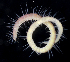  ( - BHAK-2924)  @11 [ ] CreativeCommons - Attribution No Derivatives (2017) Gustav Paulay Florida Museum of Natural History