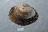  ( - BHAK2864)  @11 [ ] CreativeCommons - Attribution No Derivatives (2017) Gustav Paulay Florida Museum of Natural History