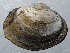  ( - BHAK-3038)  @11 [ ] CreativeCommons Attribution Non-Commercial No Derivatives (2017) Gustav Paulay Florida Museum of Natural History