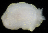  ( - BHAK3211)  @11 [ ] CreativeCommons - Attribution No Derivatives (2017) Gustav Paulay Florida Museum of Natural History