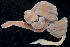  ( - BHAK-3552)  @11 [ ] CreativeCommons Attribution Non-Commercial No Derivatives (2017) Gustav Paulay Florida Museum of Natural History