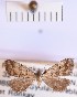  (Hypenodes anatolica - BGE_00147_A12)  @11 [ ] CreativeCommons  Attribution Non-Commercial (by-nc) (2024) Unspecified Hungarian Natural History Museum