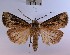  (Agrotis trifurca - BGE_00147_E10)  @11 [ ] CreativeCommons  Attribution Non-Commercial (by-nc) (2024) Unspecified Hungarian Natural History Museum