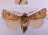  (Agrotis psammocharis - BGE_00147_E11)  @11 [ ] CreativeCommons  Attribution Non-Commercial (by-nc) (2024) Unspecified Hungarian Natural History Museum