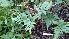  ( - FML-PTF-000004a)  @11 [ ] No Rights Reserved  Unspecified Unspecified