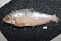  (Prochilodus rubrotaeniatus - CHON968)  @11 [ ] by-nc-sa (2025) Nicolas Hubert IRD