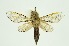  (Zeuzera nepalense - RMNH.INS.1092159)  @11 [ ] CreativeCommons Attribution Non-Commercial Share-Alike (2022) Unspecified Naturalis Biodiversity Center