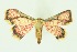  (Enispa elataria - RMNH.INS.1092163)  @11 [ ] CreativeCommons Attribution Non-Commercial Share-Alike (2022) Unspecified Naturalis Biodiversity Center
