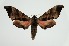  (Marumba irata - RMNH.INS.1092199)  @11 [ ] CreativeCommons Attribution Non-Commercial Share-Alike (2022) Unspecified Naturalis Biodiversity Center