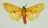  (Spilarctia casigneta - RMNH.INS.1295682)  @11 [ ] CreativeCommons Attribution Non-Commercial Share-Alike (2022) Unspecified Naturalis Biodiversity Center