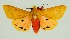  ( - RMNH.INS.1295685)  @11 [ ] CreativeCommons Attribution Non-Commercial Share-Alike (2022) Unspecified Naturalis Biodiversity Center