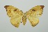  ( - RMNH.INS.1295705)  @11 [ ] CreativeCommons Attribution Non-Commercial Share-Alike (2022) Unspecified Naturalis Biodiversity Center