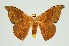  (Oreta griseotincta - RMNH.INS.1295719)  @11 [ ] CreativeCommons Attribution Non-Commercial Share-Alike (2022) Unspecified Naturalis Biodiversity Center