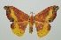  (Oreta sanguinea - RMNH.INS.1295720)  @11 [ ] CreativeCommons Attribution Non-Commercial Share-Alike (2022) Unspecified Naturalis Biodiversity Center