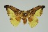  (Oreta vatama - RMNH.INS.1295721)  @11 [ ] CreativeCommons Attribution Non-Commercial Share-Alike (2022) Unspecified Naturalis Biodiversity Center