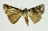  (Habrosyne violacea - RMNH.INS.1295733)  @11 [ ] CreativeCommons Attribution Non-Commercial Share-Alike (2022) Unspecified Naturalis Biodiversity Center