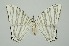  (Pseudomicronia advocataria - RMNH.INS.1295750)  @11 [ ] CreativeCommons Attribution Non-Commercial Share-Alike (2022) Unspecified Naturalis Biodiversity Center