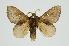  (Euthrix signata - RMNH.INS.1295759)  @11 [ ] CreativeCommons Attribution Non-Commercial Share-Alike (2022) Unspecified Naturalis Biodiversity Center