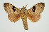  ( - RMNH.INS.1295766)  @11 [ ] CreativeCommons Attribution Non-Commercial Share-Alike (2022) Unspecified Naturalis Biodiversity Center