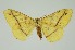  (Eupterote gardneri - RMNH.INS.1295774)  @11 [ ] CreativeCommons Attribution Non-Commercial Share-Alike (2022) Unspecified Naturalis Biodiversity Center