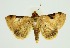  (Plecoptera oculata - RMNH.INS.1295790)  @11 [ ] CreativeCommons Attribution Non-Commercial Share-Alike (2022) Unspecified Naturalis Biodiversity Center