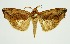  (Oraesia rectistria - RMNH.INS.1295806)  @11 [ ] CreativeCommons Attribution Non-Commercial Share-Alike (2022) Unspecified Naturalis Biodiversity Center