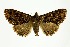  (Sypna dubitaria - RMNH.INS.1295819)  @11 [ ] CreativeCommons Attribution Non-Commercial Share-Alike (2022) Unspecified Naturalis Biodiversity Center