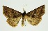  (Talapa - RMNH.INS.1295823)  @11 [ ] CreativeCommons Attribution Non-Commercial Share-Alike (2022) Unspecified Naturalis Biodiversity Center