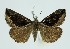  (Hypena perspicua - RMNH.INS.1295840)  @11 [ ] CreativeCommons Attribution Non-Commercial Share-Alike (2022) Unspecified Naturalis Biodiversity Center