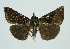  (Hypena phecomalis - RMNH.INS.1295841)  @11 [ ] CreativeCommons Attribution Non-Commercial Share-Alike (2022) Unspecified Naturalis Biodiversity Center
