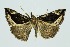  (Hypena rhombalis - RMNH.INS.1295842)  @11 [ ] CreativeCommons Attribution Non-Commercial Share-Alike (2022) Unspecified Naturalis Biodiversity Center