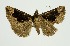  (Hypena vestita - RMNH.INS.1295843)  @11 [ ] CreativeCommons Attribution Non-Commercial Share-Alike (2022) Unspecified Naturalis Biodiversity Center