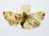  (Rivula basalis - RMNH.INS.1295849)  @11 [ ] CreativeCommons Attribution Non-Commercial Share-Alike (2022) Unspecified Naturalis Biodiversity Center