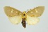  (Tinolius hypsana - RMNH.INS.1295853)  @11 [ ] CreativeCommons Attribution Non-Commercial Share-Alike (2022) Unspecified Naturalis Biodiversity Center