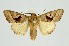 (Conservula indica - RMNH.INS.1295916)  @11 [ ] CreativeCommons Attribution Non-Commercial Share-Alike (2022) Unspecified Naturalis Biodiversity Center