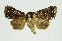  (Feliniopsis constellate - RMNH.INS.1295921)  @11 [ ] CreativeCommons Attribution Non-Commercial Share-Alike (2022) Unspecified Naturalis Biodiversity Center