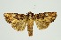  (Feliniopsis siderifera - RMNH.INS.1295922)  @11 [ ] CreativeCommons Attribution Non-Commercial Share-Alike (2022) Unspecified Naturalis Biodiversity Center