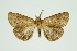  ( - RMNH.INS.1295970)  @11 [ ] CreativeCommons Attribution Non-Commercial Share-Alike (2022) Unspecified Naturalis Biodiversity Center