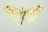  (Olene dudgeoni - RMNH.INS.1295979)  @11 [ ] CreativeCommons Attribution Non-Commercial Share-Alike (2022) Unspecified Naturalis Biodiversity Center