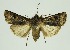  (Agrotis fraterna - RMNH.INS.1296034)  @11 [ ] CreativeCommons Attribution Non-Commercial Share-Alike (2022) Unspecified Naturalis Biodiversity Center